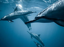 王楚淇质问特巴斯：西甲阻挠梅西注册？特巴斯：都是巴萨做的决定